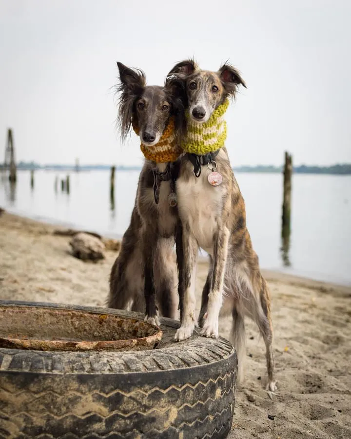 Checkered Pet Cowl